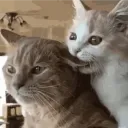 mwowrblx