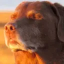 zeeroll