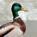 aduckking_53151 avatar