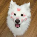 szym33kkk