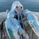 lobster2241 avatar