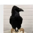 Аватар hikika0449