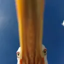 mrkeplerton