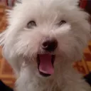 zeusysusy_72447 avatar