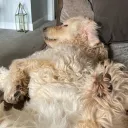 mrbaldylocks