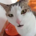 potatojugenew