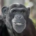 based_ape69