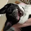 mateosmells