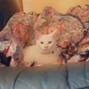 scrappy_0002