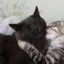 avatar Pepsi cola cat