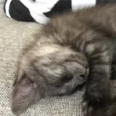 mrcatmaster.