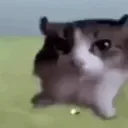masselkoo
