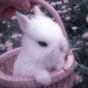 avatar 𝓩𝓱𝓪𝓻𝓪𓂃 ࣪˖ ִֶָ🐇་