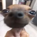 ziyral