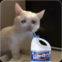 cat_noob1029_40695