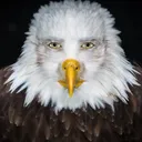 el.pr0fes0r