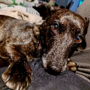 avatar >'-'<  Hanna  🪄