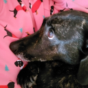 avatar >'-'<  Hanna  🪄