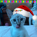 avatar Luna 🖤✝💜