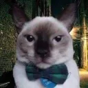 sr_gato0800_44080 avatar
