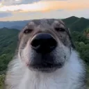 Аватар slaproyal