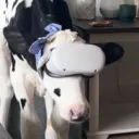 relyk.