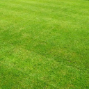 Lawn