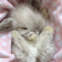 avatar smartcute sexy delicate princess