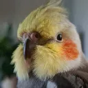 shizowyshiza
