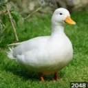 potatokillz