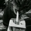 rizzas_._
