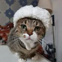 katthekitty11