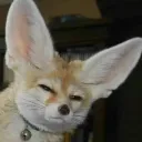 fearless_foxtrot