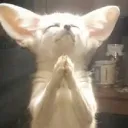 fearless_foxtrot