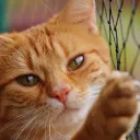 gato.0690
