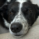 avatar 𓆩 Ducky 𓆪