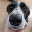 avatar 𓆩 Ducky 𓆪