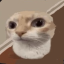 majortacocat