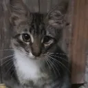 gato_tv_man_5509_31499 avatar