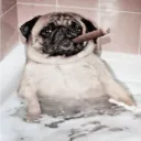 Аватар pupsik046946