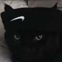 catland_seal