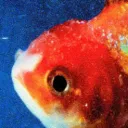 vdfish