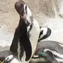 Аватар patapimo