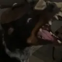 jamal_the_great_or_wyatt