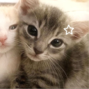 avatar Dragonﾒᡕᠵデᡁ᠊╾━ ☆