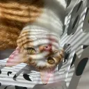 murderfry1