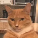 tenekay