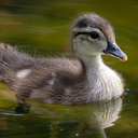 Chat with Ducky | Shapes, Inc
