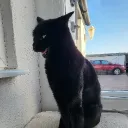 catoverload777