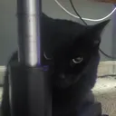ilovemycatbeano